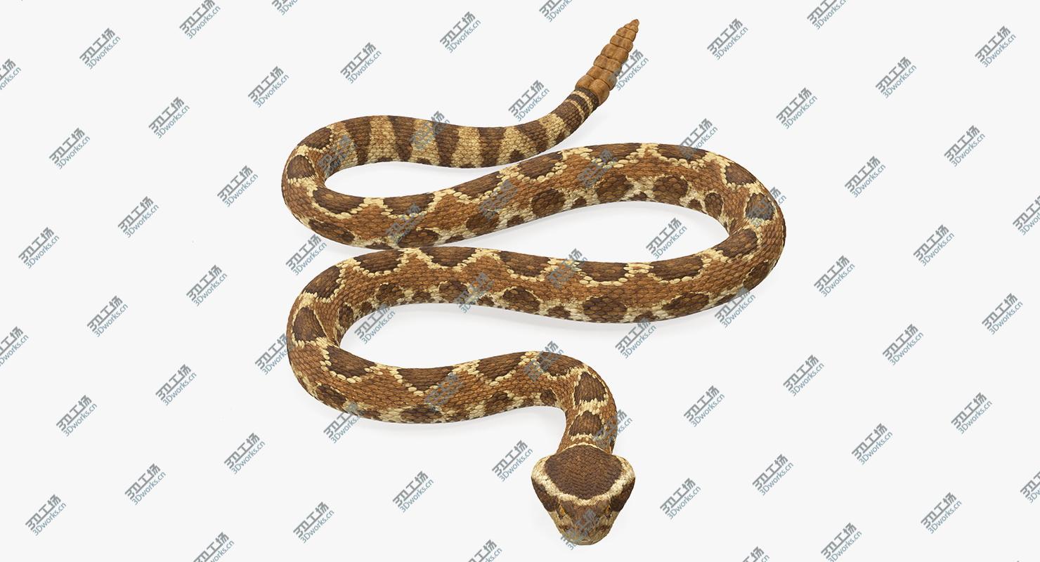 images/goods_img/202105072/Light Rattlesnake Crawling Pose 3D model/2.jpg